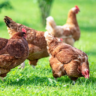 GAVRAN POULTRY